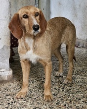 DORRO, Hund, Mischlingshund in Griechenland - Bild 7