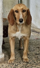 DORRO, Hund, Mischlingshund in Griechenland - Bild 8