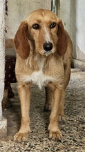 DORRO, Hund, Mischlingshund in Griechenland - Bild 9