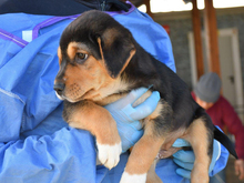 GIULIETTO, Hund, Mischlingshund in Nettetal - Bild 2