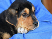 GIULIETTO, Hund, Mischlingshund in Nettetal - Bild 3