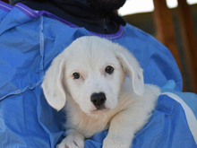 GIULIA, Hund, Mischlingshund in Nettetal