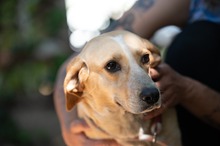 MASZAT, Hund, Mischlingshund in Ungarn