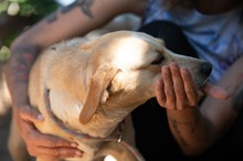 MASZAT, Hund, Mischlingshund in Ungarn - Bild 10