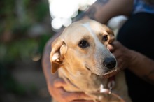 MASZAT, Hund, Mischlingshund in Ungarn - Bild 12
