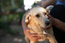 MASZAT, Hund, Mischlingshund in Ungarn - Bild 13