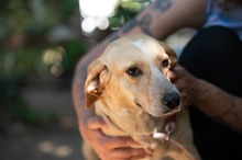 MASZAT, Hund, Mischlingshund in Ungarn - Bild 15