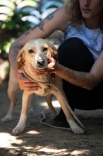 MASZAT, Hund, Mischlingshund in Ungarn - Bild 16