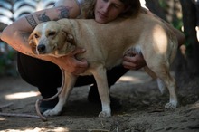 MASZAT, Hund, Mischlingshund in Ungarn - Bild 17