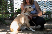 MASZAT, Hund, Mischlingshund in Ungarn - Bild 2