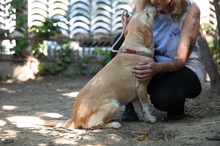 MASZAT, Hund, Mischlingshund in Ungarn - Bild 3