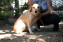 MASZAT, Hund, Mischlingshund in Ungarn - Bild 4