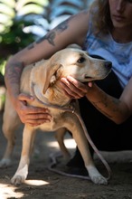 MASZAT, Hund, Mischlingshund in Ungarn - Bild 5
