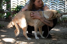 MASZAT, Hund, Mischlingshund in Ungarn - Bild 6