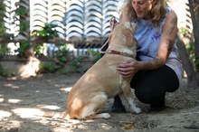 MASZAT, Hund, Mischlingshund in Ungarn - Bild 7