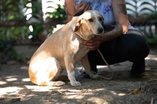 MASZAT, Hund, Mischlingshund in Ungarn - Bild 8