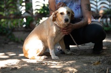 MASZAT, Hund, Mischlingshund in Ungarn - Bild 9