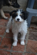 SANCHO, Hund, Mischlingshund in Bulgarien - Bild 2