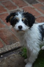SANCHO, Hund, Mischlingshund in Bulgarien - Bild 3