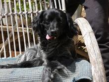 MILLY, Hund, Englisch Setter Mischling in Italien