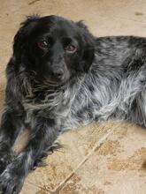 MILLY, Hund, English Setter-Mix in Italien - Bild 10