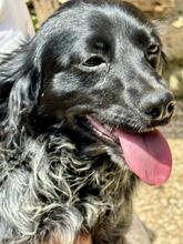 MILLY, Hund, English Setter-Mix in Italien - Bild 11