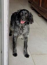 MILLY, Hund, English Setter-Mix in Italien - Bild 12