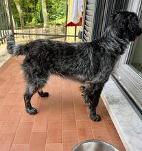 MILLY, Hund, English Setter-Mix in Italien - Bild 13