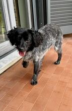 MILLY, Hund, English Setter-Mix in Italien - Bild 14
