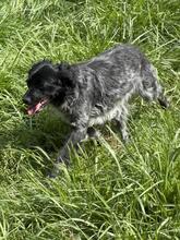 MILLY, Hund, English Setter-Mix in Italien - Bild 15