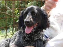 MILLY, Hund, English Setter-Mix in Italien - Bild 4