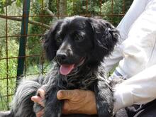 MILLY, Hund, English Setter-Mix in Italien - Bild 5