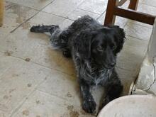 MILLY, Hund, English Setter-Mix in Italien - Bild 6