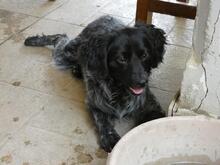 MILLY, Hund, English Setter-Mix in Italien - Bild 7