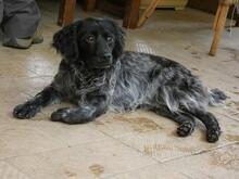 MILLY, Hund, English Setter-Mix in Italien - Bild 8