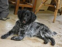 MILLY, Hund, English Setter-Mix in Italien - Bild 9