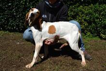 DEVA, Hund, Mischlingshund in Italien