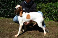 DEVA, Hund, Mischlingshund in Italien - Bild 11