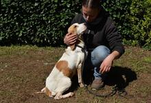 DEVA, Hund, Mischlingshund in Italien - Bild 2