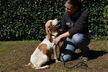 DEVA, Hund, Mischlingshund in Italien - Bild 3