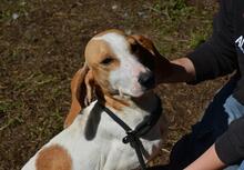 DEVA, Hund, Mischlingshund in Italien - Bild 4