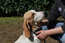 DEVA, Hund, Mischlingshund in Italien - Bild 5