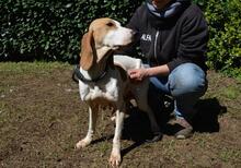 DEVA, Hund, Mischlingshund in Italien - Bild 6