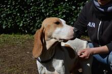 DEVA, Hund, Mischlingshund in Italien - Bild 7
