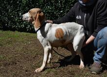 DEVA, Hund, Mischlingshund in Italien - Bild 8