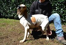 DEVA, Hund, Mischlingshund in Italien - Bild 9