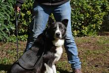 AADESH, Hund, Mischlingshund in Italien