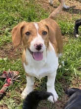 MONA, Hund, Mischlingshund in Hürth - Bild 10