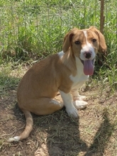 MONA, Hund, Mischlingshund in Hürth - Bild 11