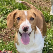 MONA, Hund, Mischlingshund in Hürth - Bild 12